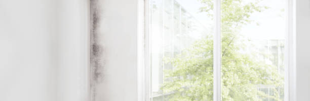 Mold Remediation for Vacation Homes in Fort Morgan, CO
