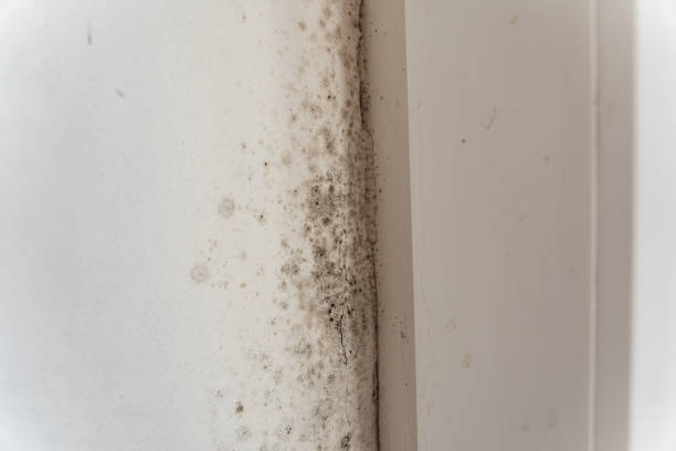 Fort Morgan, CO Mold Removal Company