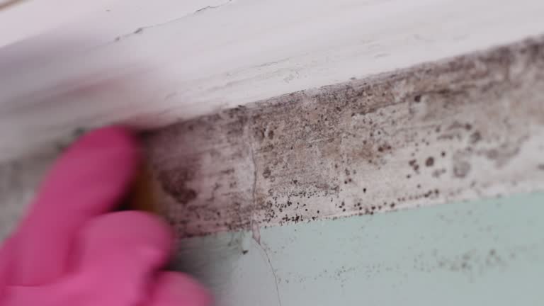 Best Mold Damage Restoration  in Fort Morgan, CO